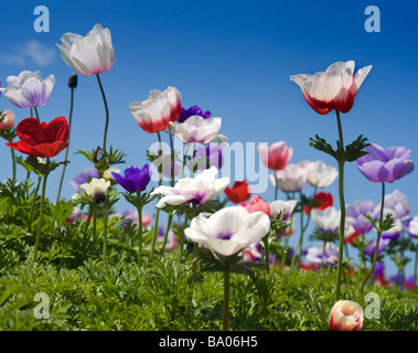 weiß rot und lila Mohn Anemone im Feld Stockfoto