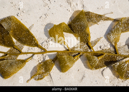 Algen am Strand von Santa Monica Los Angeles Kalifornien USA Stockfoto