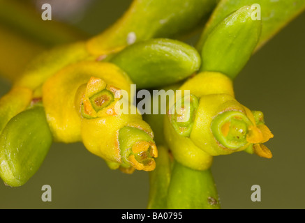 Mistel Viscum Album weiblichen Blüten im späten winter Stockfoto