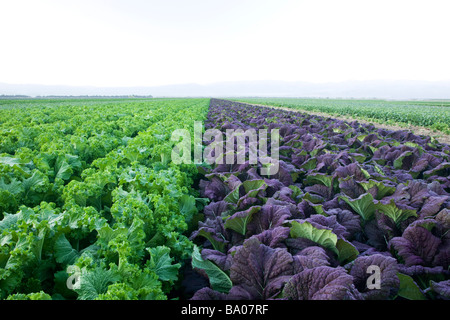 Senf, grüne & lila im Feld wachsen, Stockfoto