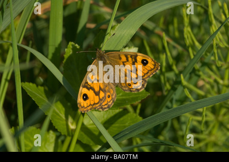 Wand braun Lasiommata Megera Schmetterling Stockfoto