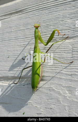 Mittelmeer Gottesanbeterin Mantis Religiosa Spanien Stockfoto