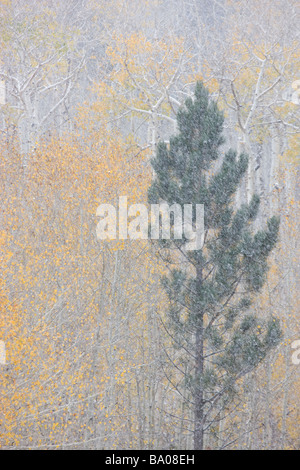 Erste Schnee im Herbst auf Boulder Mountain Dixie National Forest Utah Stockfoto