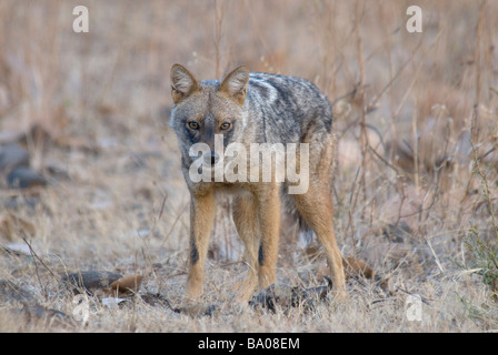 Goldene Schakal Canis Aureus in einer bedrohlichen Haltung Stockfoto