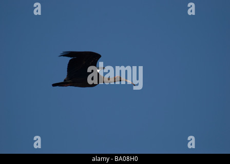 Schwarze Ibis Pseudibis Papillosa im Flug in Gujarat Indien Stockfoto