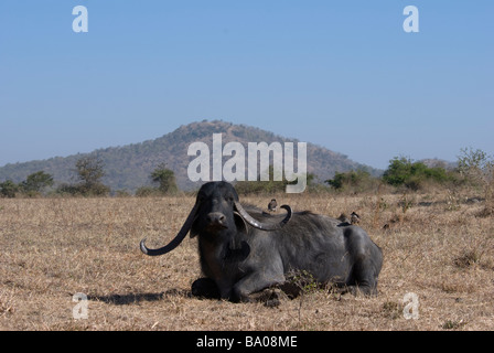 Indische Landschaft mit Büffel und zwei gemeinsamen Mynas Acridotheres Tristis auf seinem Rücken Gujarat Indien Stockfoto
