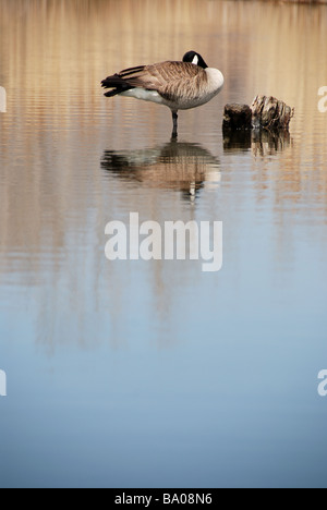 Eine kanadische Gans ruht in einem Teich auf Leslie Street spucken, einen künstlichen Vogelschutzgebiet in der Nähe der Zentrum von Toronto Stockfoto