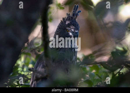 Leiter der veränderbaren Hawk Eagle Spizaetus cirrhatus Stockfoto