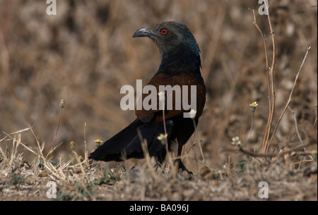 Coucal Centropus Sinensis in Gujarat Indien Stockfoto