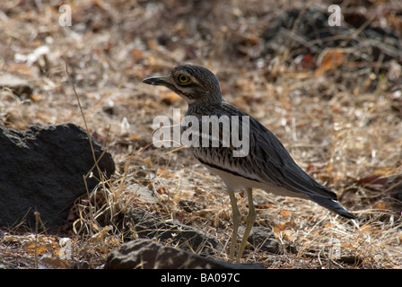Stone Curlew Burhinus Oedicnemus stehen in seinem typischen Lebensraum Stockfoto