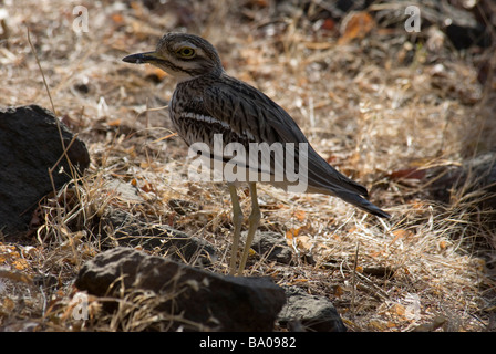 Stone Curlew Burhinus Oedicnemus stehen in seinem typischen Lebensraum Stockfoto