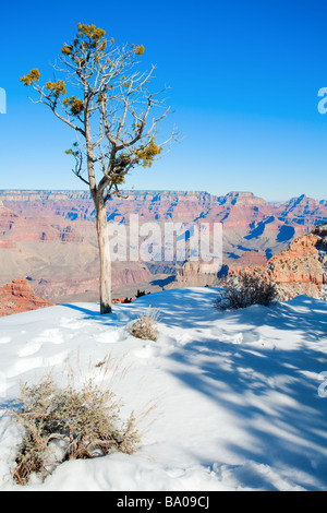 Winter-Szene Stockfoto