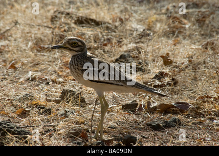 Stone Curlew Burhinus Oedicnemus stehen in seinem typischen trockenen und steinigen Lebensraum Stockfoto