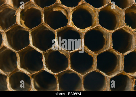 Papier-Wespen, Polistes Gallicus. Wespennest hautnah Stockfoto