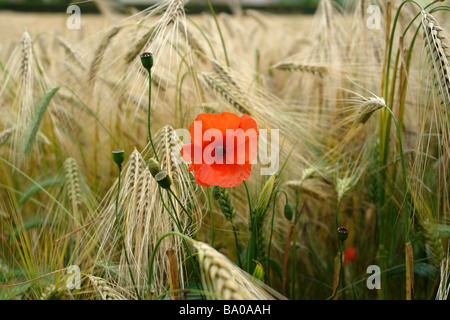 Wilde rote Mohnblume - sanft bewegt sich in einem Weizenfeld mit dem Wind. Stockfoto