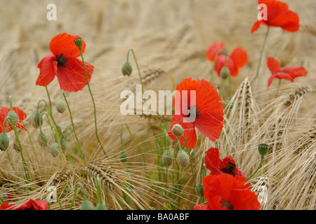 Wilde rote Mohnblume - sanft bewegt sich in einem Weizenfeld mit dem Wind. Stockfoto