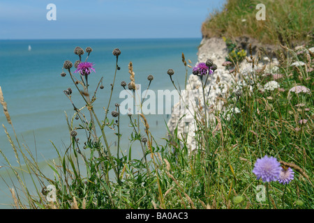 Pas-De-Calais, Nordküste von Frankreich am Hamiot Stockfoto