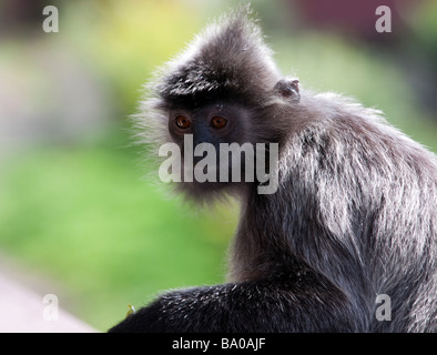 Nahaufnahme von wilden männlichen versilbert Blatt Affen Trachypithecus Cristatus Cristatus Sabah Malaysia Borneo Stockfoto