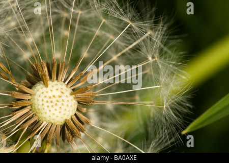 Nahaufnahme von Löwenzahn mit Angabe der Samen Stockfoto