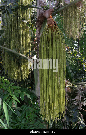 Fruchtung Blütentrauben der Fishtail Palme aka Albert Palme Caryota Rumphiana, Palmsonntag, westlichen Indonesien Stockfoto