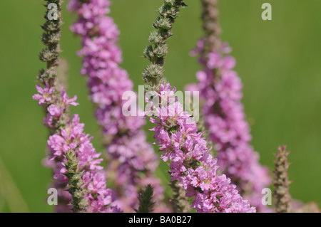 Lythrumm Salicaria ist eine sehr häufige Blume in Pyrenäen Weidewiesen Spanien Stockfoto