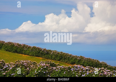 Blick über Hortensia Feld mit blauem Himmel im Hintergrund die Insel Sao Miguel, Azoren, Portugal Stockfoto