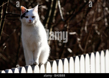 Weiße Katze auf hölzernen Lattenzaun Stockfoto