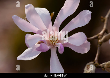 Magnolia X Loebneri, Leonard Messel Stockfoto