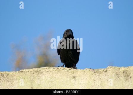 Large-billed Krähe Corvus Macrorhynchos auf einer Mauer sitzend Stockfoto