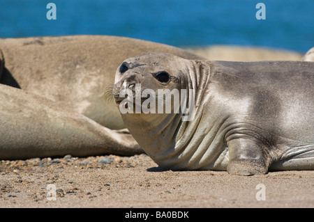 See-Elefanten in der Küste der Halbinsel Valdes Patagonien Argentinien Stockfoto