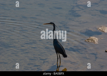 Western Reef Reiher Egretta Gularis stehen im flachen Wasser Gujarat Indien Stockfoto