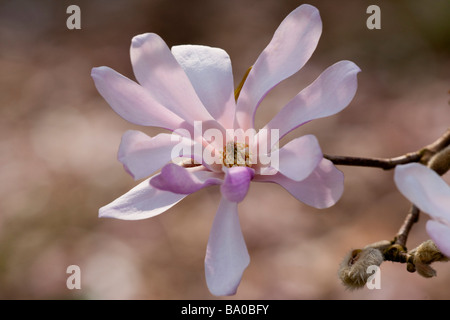 Magnolia X Loebneri, Leonard Messel Stockfoto