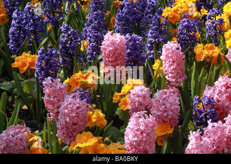 Angepflanzte Anzeige von bunten Frühlingsblumen, Hyacinth & Primulas in einer englischen Frühlings-Gartengrenze, Großbritannien Stockfoto