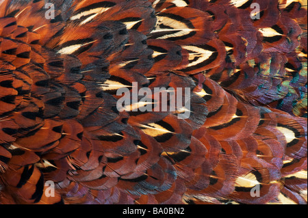 Phasianus colchicus. Fasan Federn Muster Stockfoto