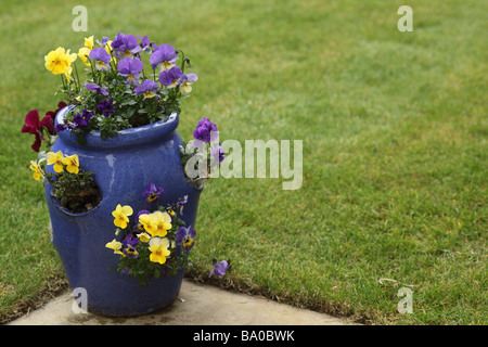 Nahaufnahme eines blauen Erdbeertopfes, der mit Viola am Rand eines Gartenrasen in Großbritannien gepflanzt wurde Stockfoto