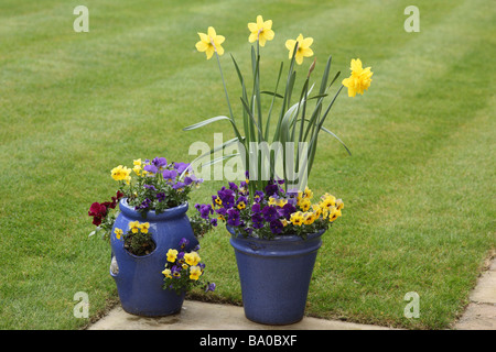 Blau Töpfe gepflanzt mit Bratschen und Narzissen am Rand einer Wiese in England Stockfoto