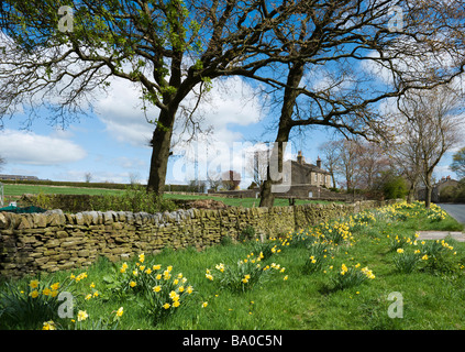 Narzissen und trockenen Steinmauer Toren Haworth, West Yorkshire, England, UK Stockfoto