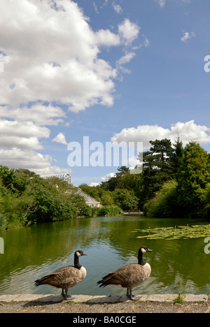 Zwei kanadische Gänse (Branta Canadensis) in der Nähe des Sees an die Royal Botanical Gardens in Kew, London, England Stockfoto