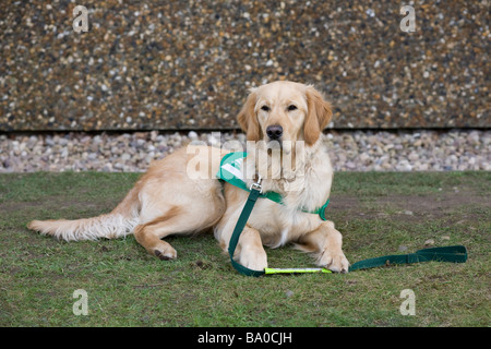 Trickett einjährige golden Retriever Hunde für Menschen mit Behinderungen im Besitz zurücklegt außerhalb der NEC, Austragungsort der Crufts 2009 Stockfoto