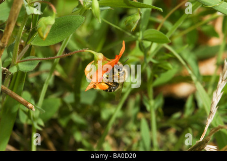 Nahaufnahme von einer Honigbiene sammelt Nektar aus einer Blume Stockfoto
