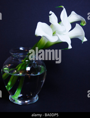 Calla Lilie Blume (Zantesdeschia Aethiopica) in Glasvase mit farbigem Hintergrund. Stockfoto