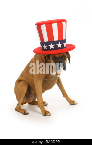 Boxer Hund mit Uncle Sam Hut auf weißem Hintergrund Stockfoto