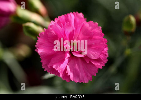 Eine rosa Dianthus Vielzahl Caryophyllaceae Familie, abgebildet in Nahaufnahme Makro-Detail mit Blütenstruktur Stockfoto