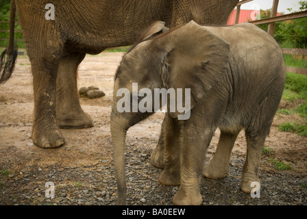 Rätsel der Elefant und Wildlife Sanctuary in Greenbrier, Arkansas. Stockfoto