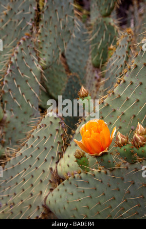 Feigenkaktus Opuntia Arten Blume Gran Canaria Kanaren Stockfoto
