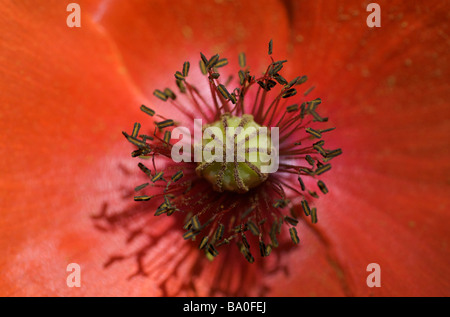 Makroaufnahme einer Mohnblume in Kent, UK Stockfoto