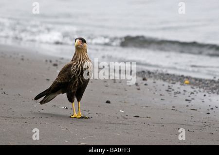 Tier-Portrait. Fuß auf den Strand, südliche Crested Caracara Llanquihue-See, Chile Stockfoto