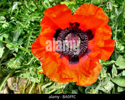 Lebendiges Rot Blume Blüte der orientalische Mohn Papaveraceae Familie in Makro oder Nahaufnahme zeigt detaillierte Blume-Struktur und form Stockfoto