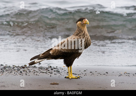 Tier-Portrait. Fuß auf den Strand, südliche Crested Caracara Llanquihue-See, Chile Stockfoto