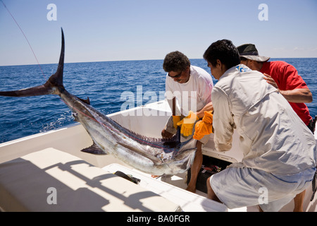 Sportfischen in Drake Bay, Costa Rica. In einem blauen Marlin (Makaira Nigricans) schleppen. Stockfoto